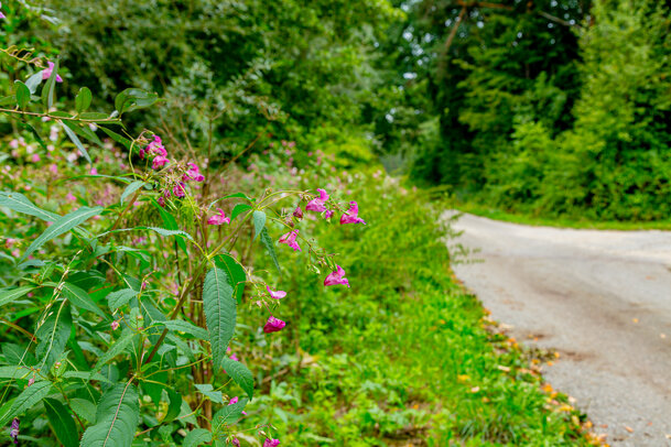 Thumbnail: _JA 40726 Natur pur.jpg